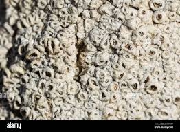 Attēlu rezultāti vaicājumam “Thelotrema lepadinum”