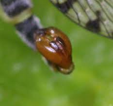 Attēlu rezultāti vaicājumam “Panorpa communis imago”