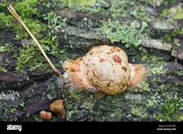 Attēlu rezultāti vaicājumam “Fuligo luteonitens spores”