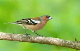 Attēlu rezultāti vaicājumam “Fringilla coelebs female”