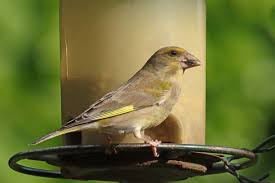 Attēlu rezultāti vaicājumam “Chloris chloris female”