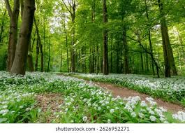 Attēlu rezultāti vaicājumam “Allium ursinum flower”