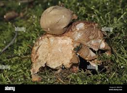 Attēlu rezultāti vaicājumam “Geastrum rufescens”