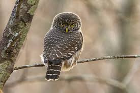 Attēlu rezultāti vaicājumam “Glaucidium passerinum adult”