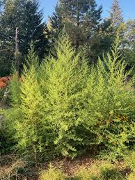 Image result for Artemisia annua