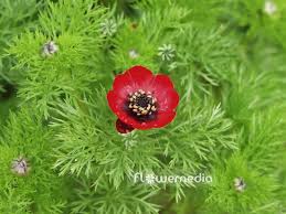 Image result for Adonis aestivalis