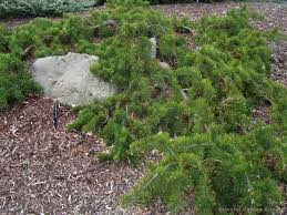 Attēlu rezultāti vaicājumam “Pinus banksiana”