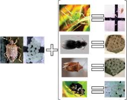 Attēlu rezultāti vaicājumam “Pentatomidae eggs”