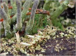 Attēlu rezultāti vaicājumam “Cladonia parasitica”
