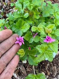 Attēlu rezultāti vaicājumam “Rubus arcticus”