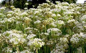 Image result for Schnittknoblauch