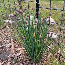 Image result for Allium schoenoprasum