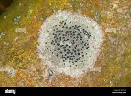 Attēlu rezultāti vaicājumam “Lecidella elaeochroma”