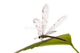 Attēlu rezultāti vaicājumam “Myrmeleontidae imago”