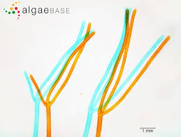 Attēlu rezultāti vaicājumam “Nitella flexilis”