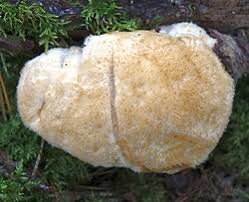 Attēlu rezultāti vaicājumam “Postia floriformis”