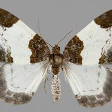 Attēlu rezultāti vaicājumam “Mesoleuca albicillata”