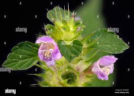 Attēlu rezultāti vaicājumam “Galeopsis bifida leaf”