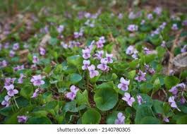 Attēlu rezultāti vaicājumam “Viola uliginosa flower”