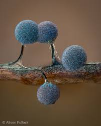 Attēlu rezultāti vaicājumam “Lamproderma gulielmae”