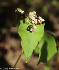 Attēlu rezultāti vaicājumam “Fagopyrum esculentum fruit”