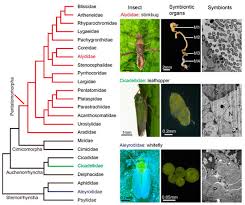 Attēlu rezultāti vaicājumam “Cribraria splendens stalked”