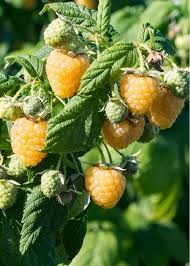 Attēlu rezultāti vaicājumam “Rubus idaeus fruit”