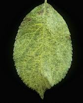 Attēlu rezultāti vaicājumam “Panonychus”