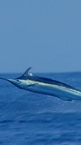 Image result for Makaira nigricans