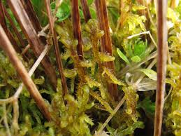 Attēlu rezultāti vaicājumam “Hamatocaulis vernicosus”