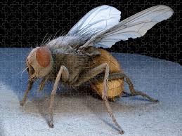 Attēlu rezultāti vaicājumam “Musca domestica”