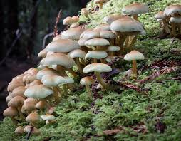 Attēlu rezultāti vaicājumam “Hypholoma sp.”