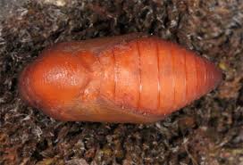 Attēlu rezultāti vaicājumam “Hipparchia alcyone”