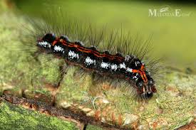 Attēlu rezultāti vaicājumam “Euproctis similis”