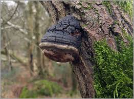 Attēlu rezultāti vaicājumam “Phellinus igniarius”