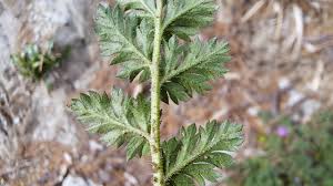 Attēlu rezultāti vaicājumam “Erodium cicutarium leaf”