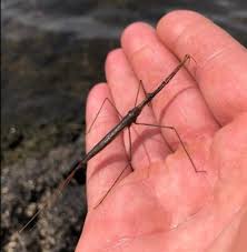 Attēlu rezultāti vaicājumam “Ranatra linearis”