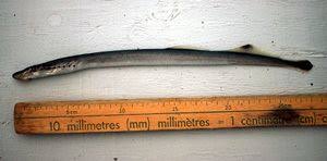 Image result for Lethenteron camtschaticum