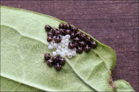 Attēlu rezultāti vaicājumam “Palomena prasina nymph”