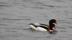 Attēlu rezultāti vaicājumam “Tadorna tadorna male”