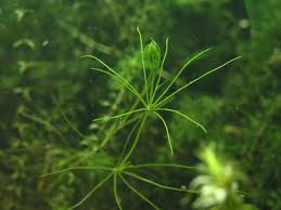 Attēlu rezultāti vaicājumam “Chara globularis”