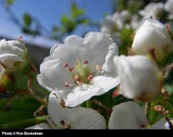 Attēlu rezultāti vaicājumam “Crataegus douglasii”