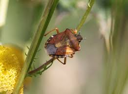 Attēlu rezultāti vaicājumam “Carpocoris purpureipennis”