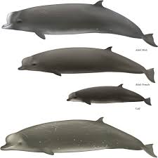 Image result for Hyperoodon ampullatus