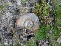 Attēlu rezultāti vaicājumam “Planorbidae”