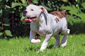 Image result for Bulldogs Power and strength