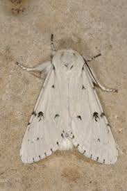 Attēlu rezultāti vaicājumam “Acronicta leporina larva”