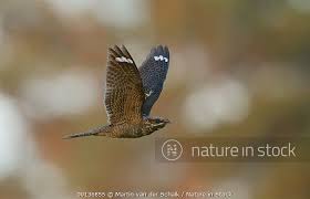 Attēlu rezultāti vaicājumam “Caprimulgus europaeus”