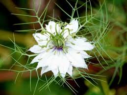 Image result for Nigella damascena