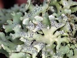 Attēlu rezultāti vaicājumam “Hypogymnia physodes”